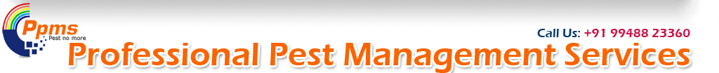 Professional Pest Management Services