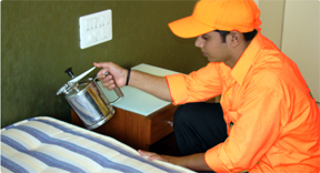 Bed Bugs Treatment